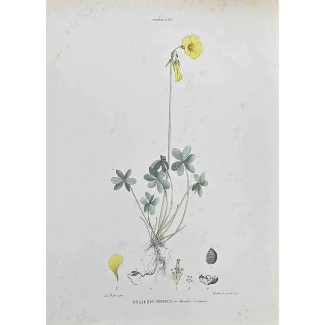 Lithograph hand watercolored. Belongs to the Series "Atlante di Botanica popolare ossia Illustrazione di Piante Notevoli...