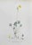 Lithograph hand watercolored. Belongs to the Series "Atlante di Botanica popolare ossia Illustrazione di Piante Notevoli...