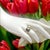 Metal Natural South Sea Pearl Diamond Ring 7 14k Yellow Gold 0.14 CTs Certified For Sale - Image 7 of 15