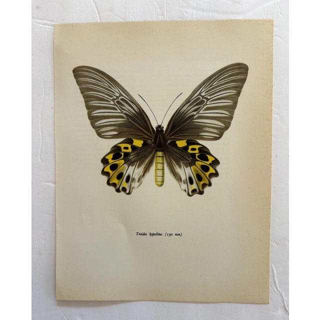 Up for sale is this gorgeous lithograph by F. Prochazka, published in Great Britain in 1965. It is in excellent, gently-...