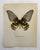 Up for sale is this gorgeous lithograph by F. Prochazka, published in Great Britain in 1965. It is in excellent, gently-...