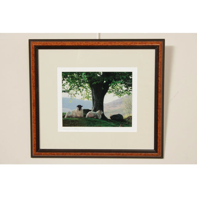 High Quality Limited Edition Photography Print by John and Debra Scanlan (20th/21st Century, American), 'Sheepscape'-Sheep...