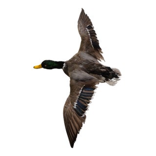 Taxidermy Flying Mallard Duck For Sale