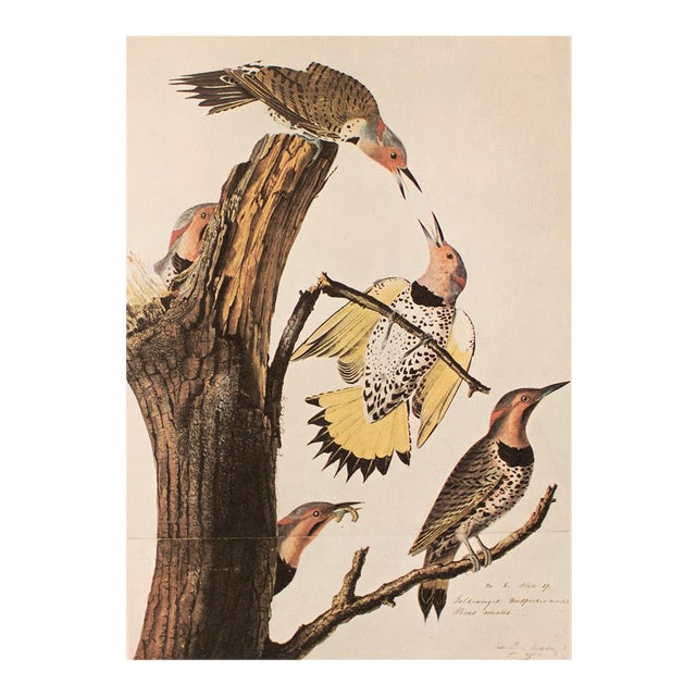 1966 Vintage Cottage Print "Golden-Winged Woodpecker & Yellow-Shafted Flicker" After John James Audubon For Sale