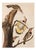 1966 Vintage Cottage Print "Golden-Winged Woodpecker & Yellow-Shafted Flicker" After John James Audubon For Sale