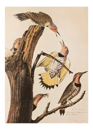 1966 Vintage Cottage Print "Golden-Winged Woodpecker & Yellow-Shafted Flicker" After John James Audubon