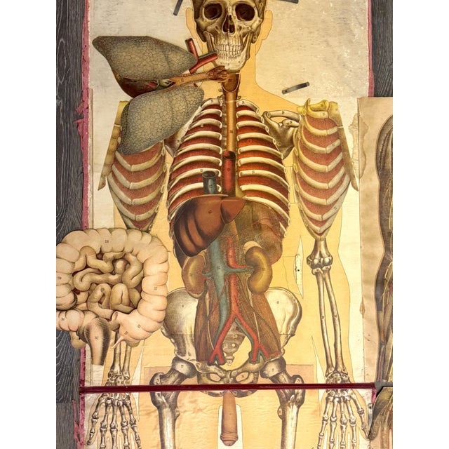 Folk Art Pair of Rare Life-Sized Pilz Anatomical Flap Manikins, Germany, c. 1890 For Sale - Image 3 of 18