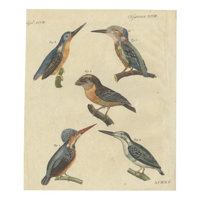 Bertuch, Four Kingfishers on Branches, 1818, Print For Sale