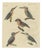 Bertuch, Four Kingfishers on Branches, 1818, Print For Sale