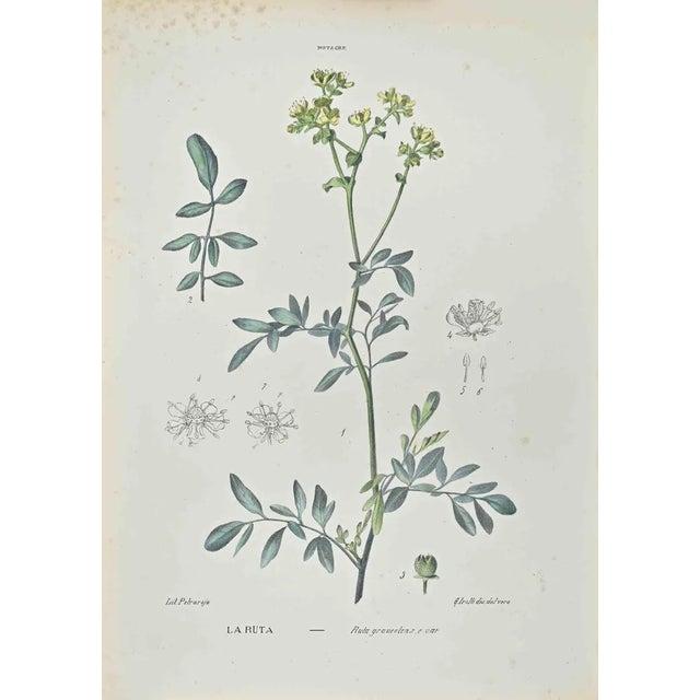 Vincenzo Tenore, Ruta Graveolens, Lithograph, 1870s For Sale