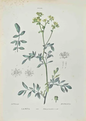 Vincenzo Tenore, Ruta Graveolens, Lithograph, 1870s