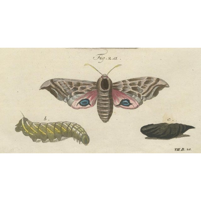 Black Bertuch, Hawk Moth Life Cycle, 1810, Engravings, Set of 2 For Sale - Image 8 of 14