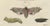 Black Bertuch, Hawk Moth Life Cycle, 1810, Engravings, Set of 2 For Sale - Image 8 of 14