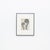 Karl Blossfeldt — Framed Photogravure: Natural Grace, 1942 A striking Karl Blossfeldt photogravure from the 1942 edition...