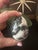 Contemporary Pair of EggPair of Polished Stone Eggs – Caribbean Calcite & Zebra Jasper For Sale - Image 3 of 11