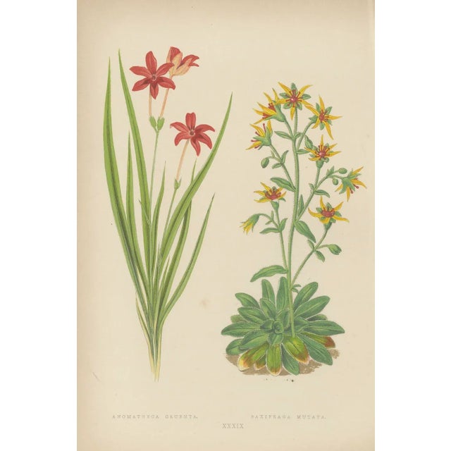 Bell, Alpine Botanical Illustrations of Anomatheca and Saxifrage, 1874, Lithographs, Set of 2 For Sale - Image 3 of 4