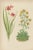 Bell, Alpine Botanical Illustrations of Anomatheca and Saxifrage, 1874, Lithographs, Set of 2 For Sale - Image 3 of 4