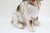 Vintage Ceramic Dog, Italy, 1970 For Sale - Image 4 of 7