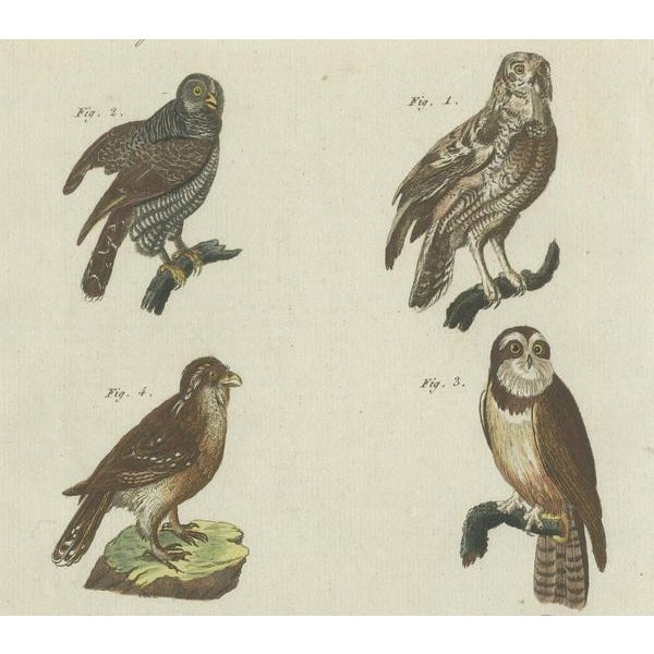 Friedrich Johann Bertuch, Various Owls, Paper For Sale - Image 3 of 6