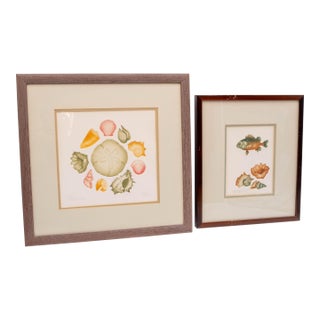 Pair of Framed Signed & Numbered Art Study Nautical Shells Fish Drawings Pamela Sinkler For Sale