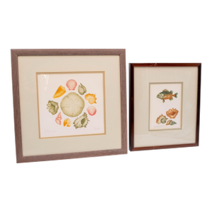 Pair of Framed Signed & Numbered Art Study Nautical Shells Fish Drawings Pamela Sinkler