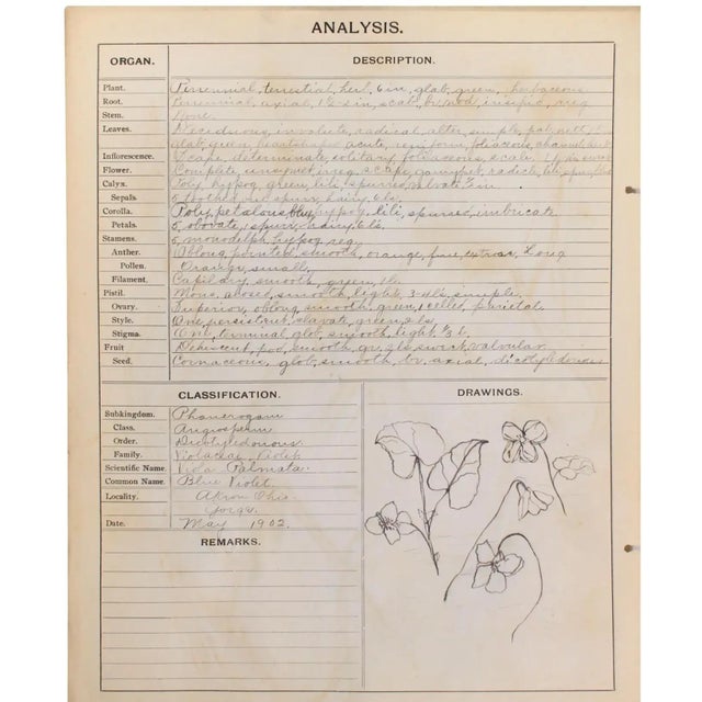 Set of 4 framed herbariums from 1902. Framed in matte white Larson-Juhl solid wood from Italy. Folios are mounted to...