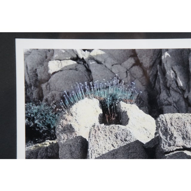 Photography 1991 Karen D. Abbott Cabo San Lucas Mexico Black & White Nude Photograph 20", Framed For Sale - Image 7 of 11