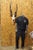 Vintage African Eland Skull Mount with 24" Twisted Horns Taxidermy Cabin Decor. Circa Late 20th Century. Measurements...