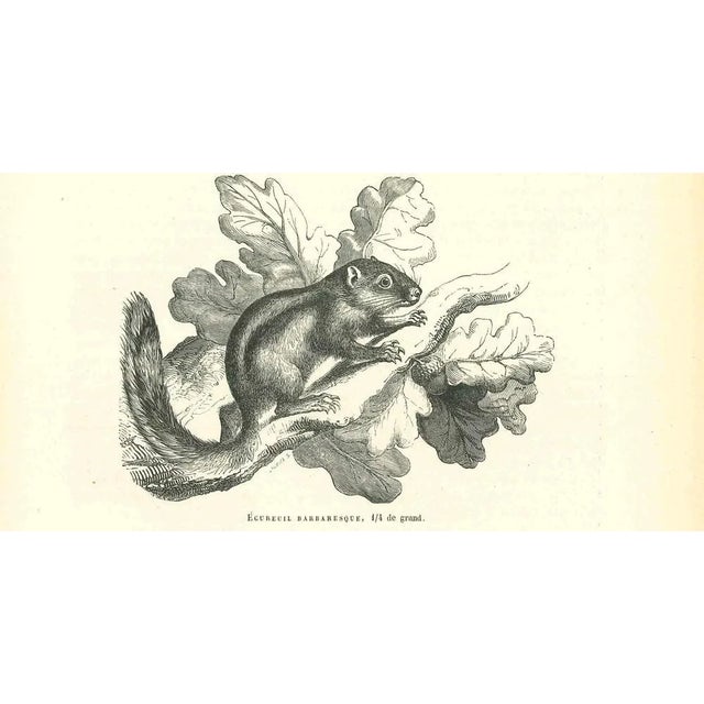 The Squirrel is an original lithograph on ivory-colored paper, realized by Paul Gervais (1816-1879). The artwork is from...