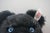 Presenting "Black Jackie," a sophisticated and rare limited edition teddy bear by the world-renowned German maker, Steiff....