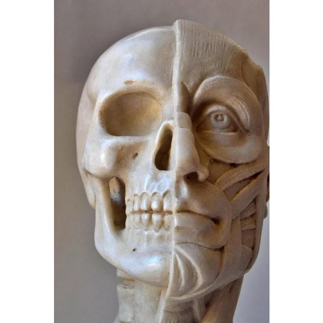 Anatomical Sculpture, Early 20th Century, Marble For Sale - Image 4 of 11