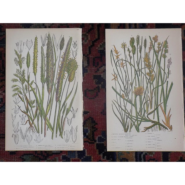 Printmaking Materials Antique 19th Century Botanical Lithographs - Set of 12 For Sale - Image 7 of 9
