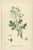 Black Sowerby, Botanical Herbs: Green Umbellifers, 1902, Prints, Set of 4 For Sale - Image 8 of 10