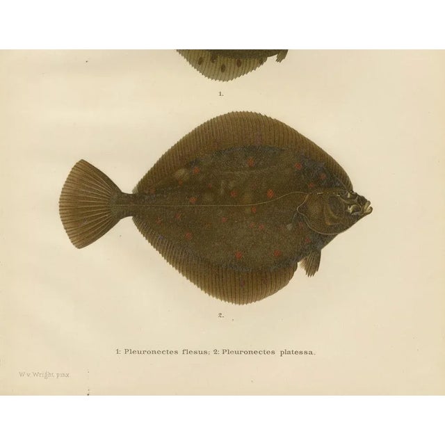 Flounder and Plaice - Vibrant Scandinavian Flatfish Lithograph This captivating 19th-century lithograph from...