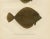 Flounder and Plaice - Vibrant Scandinavian Flatfish Lithograph This captivating 19th-century lithograph from...