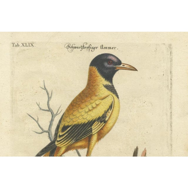 Johann Seligmann, Hand-Colored Engraving of the Black-Headed Oriole, 1800s, Print For Sale - Image 3 of 7