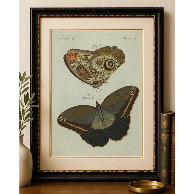 Original antique print of two exotic butterflies by bertuch, c. 1800 original antique hand-colored copper engraving...