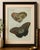 Original antique print of two exotic butterflies by bertuch, c. 1800 original antique hand-colored copper engraving...