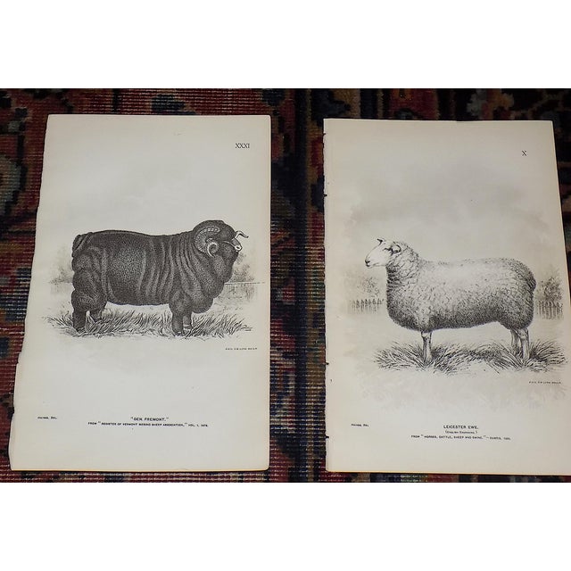 Realism Authentic Antique 19th Century Sheep Stone Lithographs - Set of 12 For Sale - Image 3 of 9