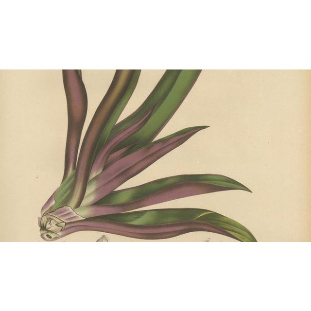 Berthe Hoola van Nooten, Oyster Plant, 1880, Chromolithograph For Sale - Image 5 of 10