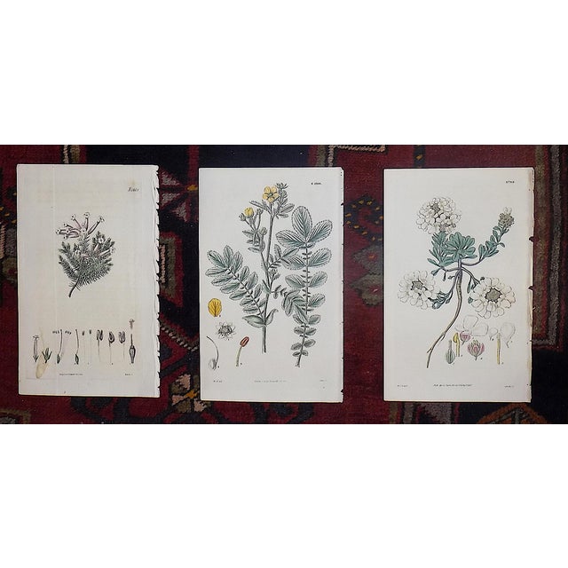 Realism Authentic Antique Early 19th Century Hand Colored Copperplate Botanical Engravings - Set of 9 For Sale - Image 3 of 5