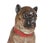 Life-Size Austrian Terracotta Pug Dog With Glass Eyes, 19th Century For Sale - Image 4 of 16