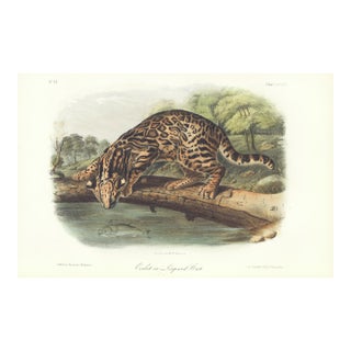 1851 Audubon Quadruped Octavo Lithograph "Plate 86 Ocelot or Leopard Cat" For Sale