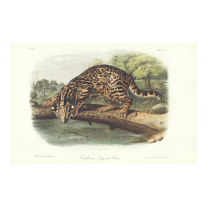 1851 Audubon Quadruped Octavo Lithograph "Plate 86 Ocelot or Leopard Cat"