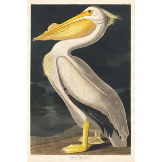 American White Pelican (Audubon), Vintage Art Print Reproduction, 32″ × 48″ For Sale