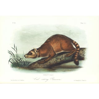 1854 Audubon Quadruped Octavo Lithograph "Plate 155 Crab-Eating Raccoon" For Sale