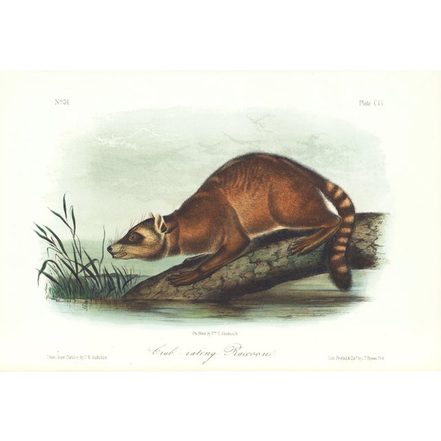 1854 Audubon Quadruped Octavo Lithograph "Plate 155 Crab-Eating Raccoon" For Sale