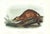 1854 Audubon Quadruped Octavo Lithograph "Plate 155 Crab-Eating Raccoon" For Sale