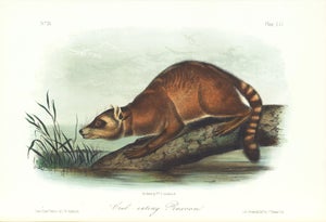 1854 Audubon Quadruped Octavo Lithograph "Plate 155 Crab-Eating Raccoon"