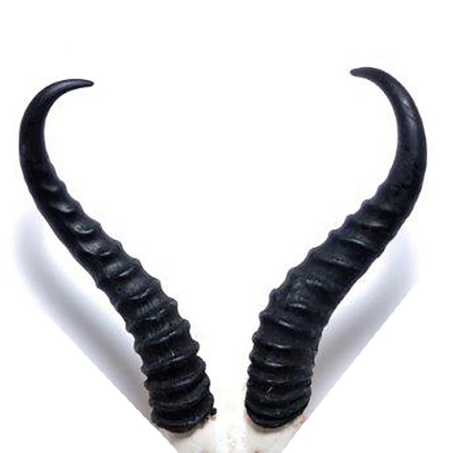 African African Springbok Horn, V Skull For Sale - Image 3 of 4